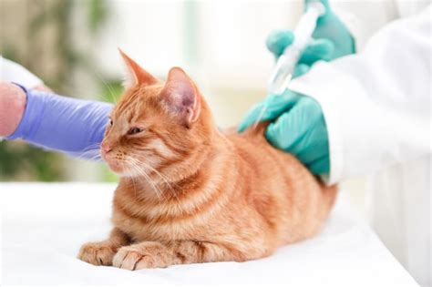discount rabies shots for cats my area
